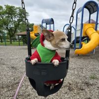 Happy Tails Dog Park - Summit ico