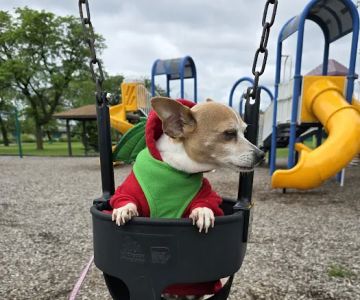 Happy Tails Dog Park - Summit