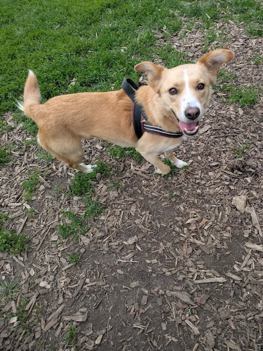 Spring Avenue Dog Park 8