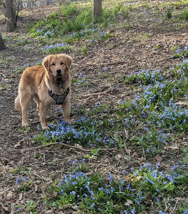 Spring Avenue Dog Park 10