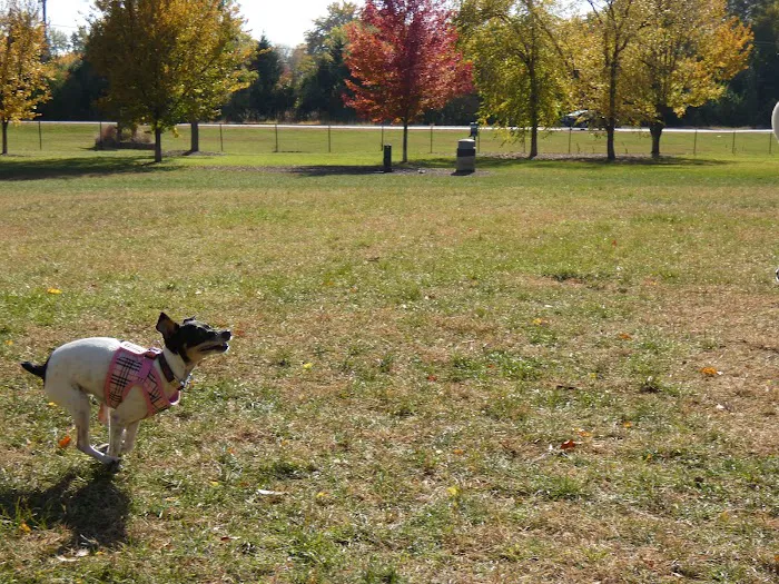 Spring Avenue Dog Park 7