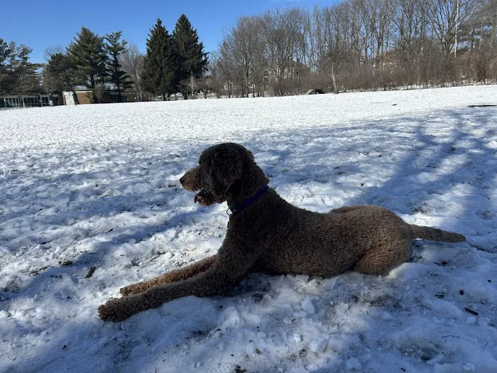 Spring Avenue Dog Park 2