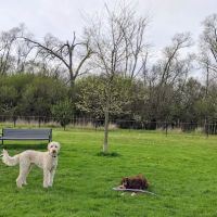 Bark Park ico