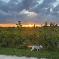 Hawk Hollow Dog Park ico
