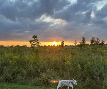 Hawk Hollow Dog Park