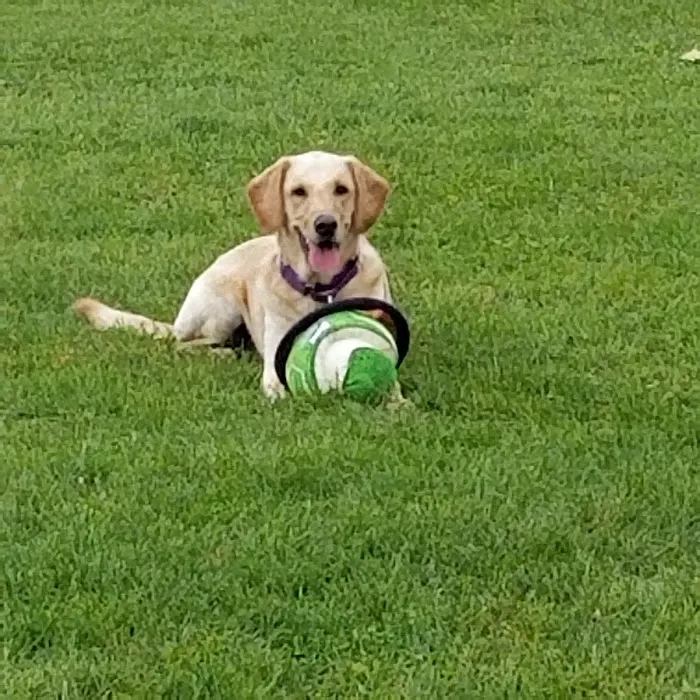 Hawk Hollow Dog Park 4