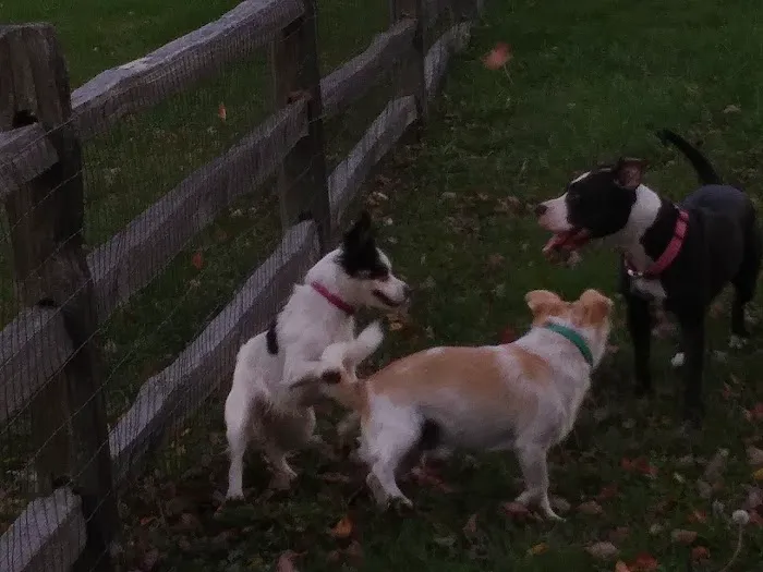 Larsen Nature Preserve And Dog Park 9