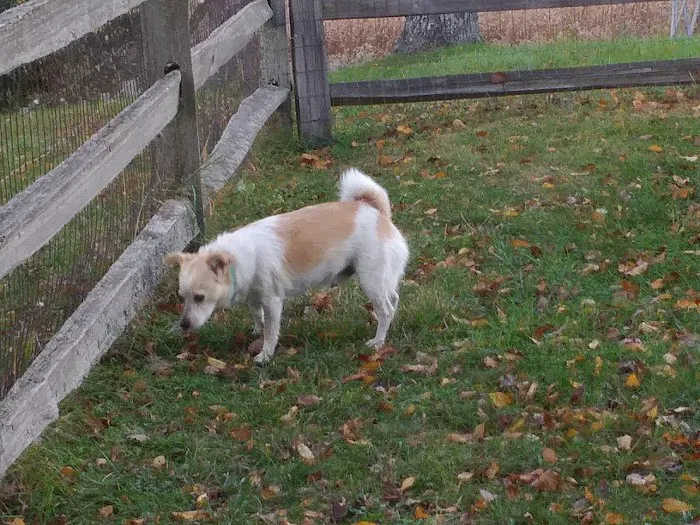 Larsen Nature Preserve And Dog Park 7