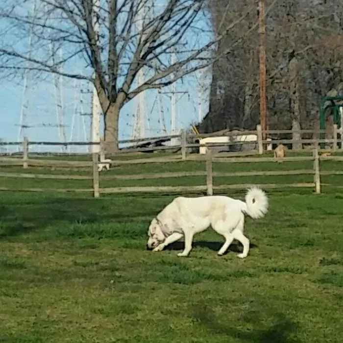 Callahan-Franklin Dog Exercise Area 5