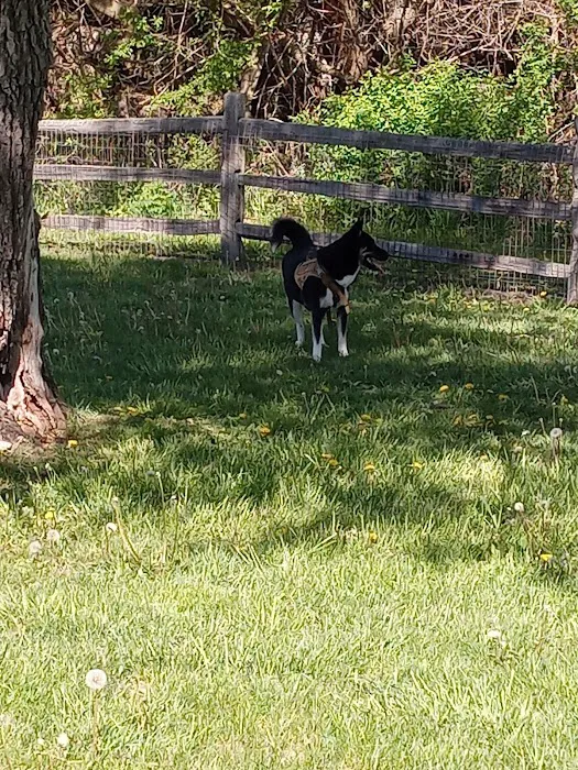 Callahan-Franklin Dog Exercise Area 3