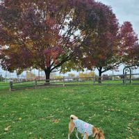 Callahan-Franklin Dog Exercise Area ico