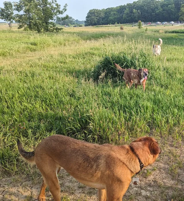 Lakewood Off-Leash Dog Area 8