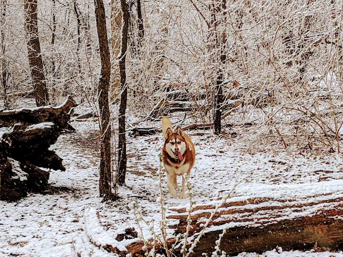 Lakewood Off-Leash Dog Area 1