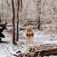 Lakewood Off-Leash Dog Area ico