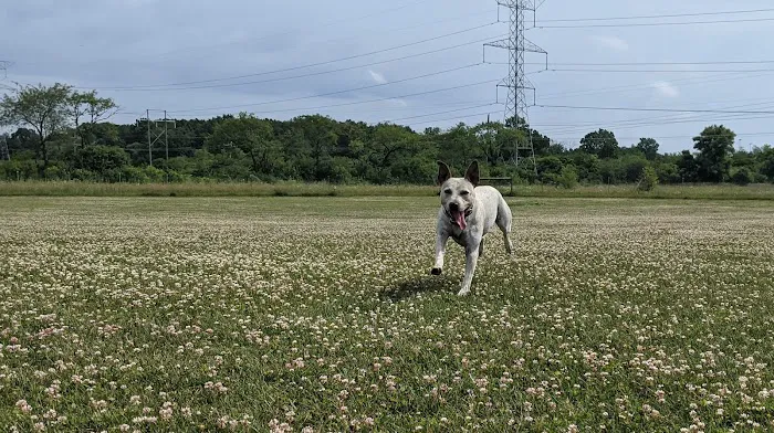 Waukegan Savanna Off-Leash Dog Area 4