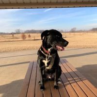 Waukegan Savanna Off-Leash Dog Area ico