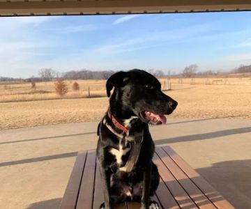 Waukegan Savanna Off-Leash Dog Area