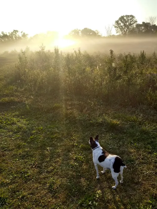 Duck Farm Off-Leash Dog Area 6