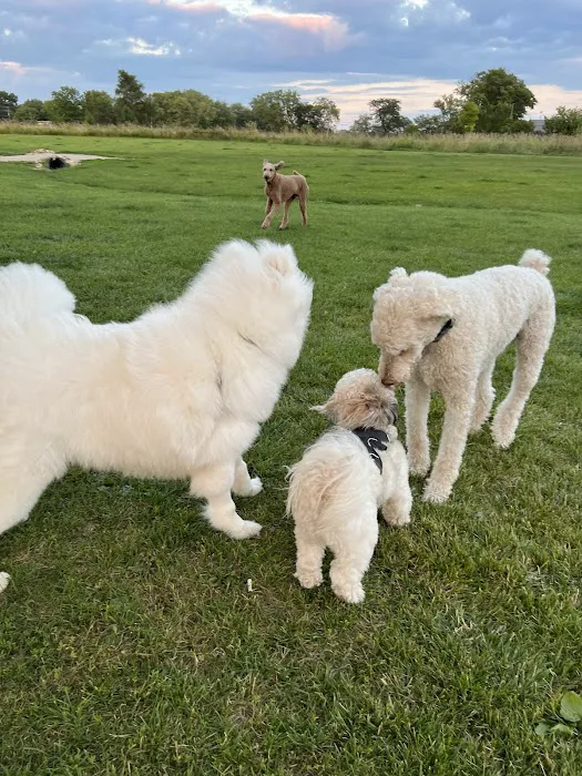 Duck Farm Off-Leash Dog Area 1