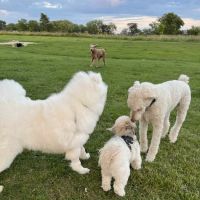 Duck Farm Off-Leash Dog Area ico