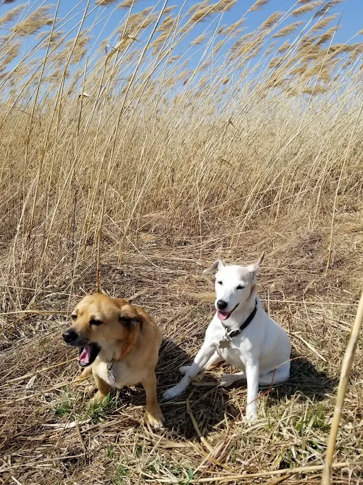Duck Farm Off-Leash Dog Area 9