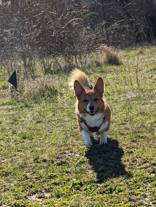 Duck Farm Off-Leash Dog Area 10