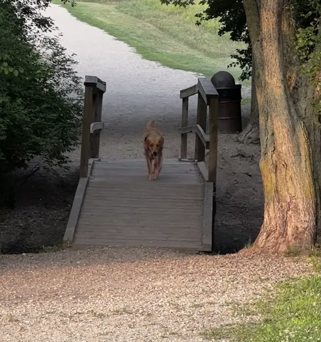 Duck Farm Off-Leash Dog Area 4