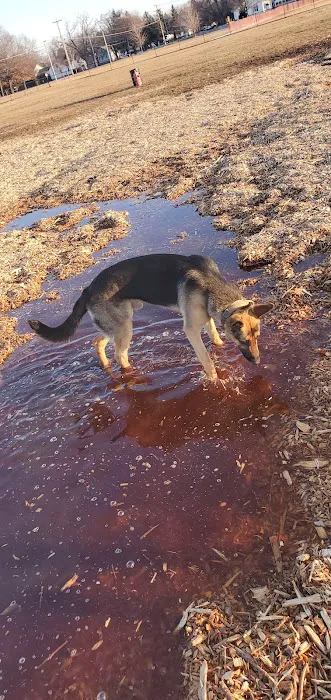 K9 Korner Dog Park 8