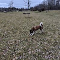 Freedom Run Dog Park ico