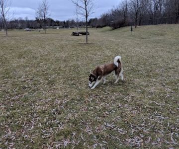 Freedom Run Dog Park
