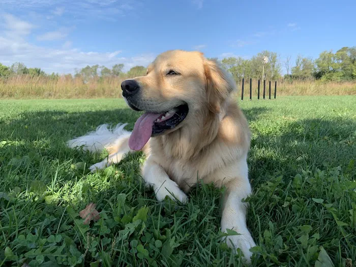 Dog Park at Hoffman Park 2