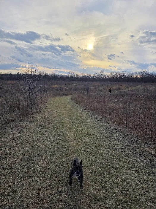 Schweitzer Woods Forest Preserve 3