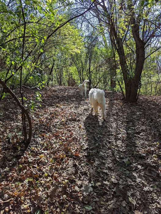 Schweitzer Woods Forest Preserve 8