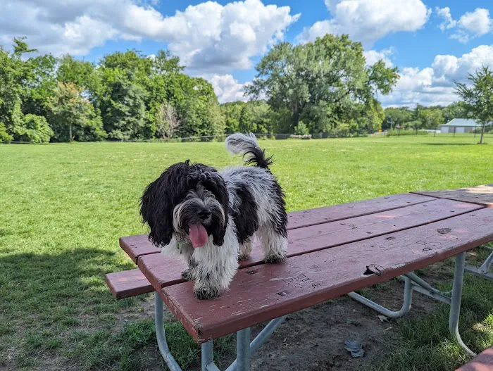 Dog Park 1