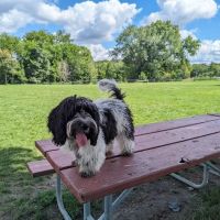Dog Park ico
