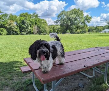 Dog Park