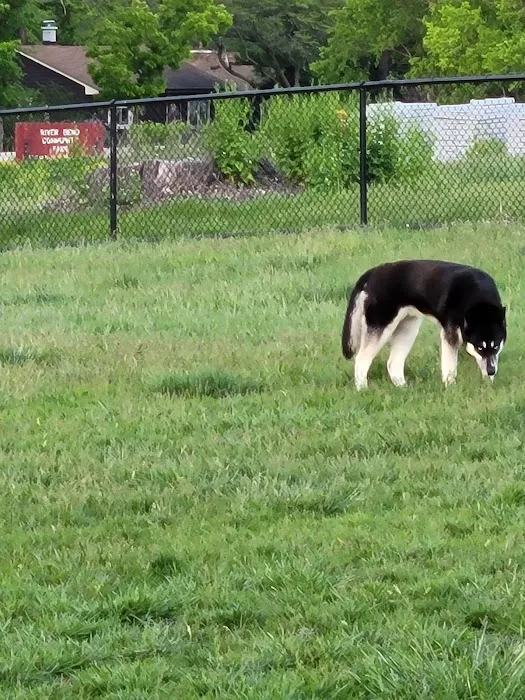 Dog Park 3