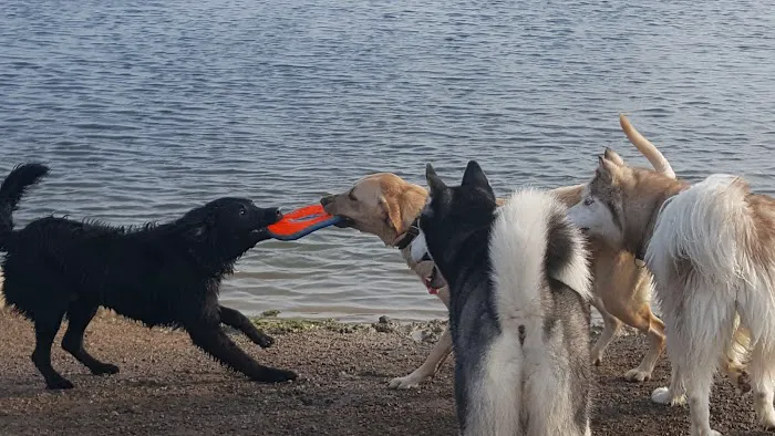 East Side Sports Complex Dog Park 6