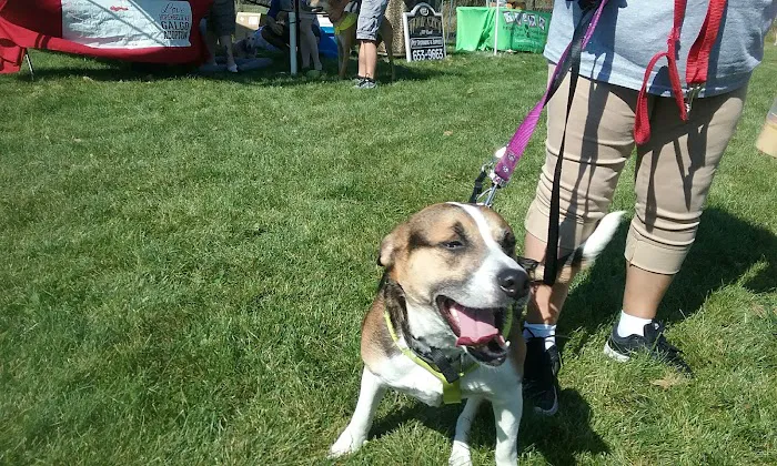 McBark Dog Park 5