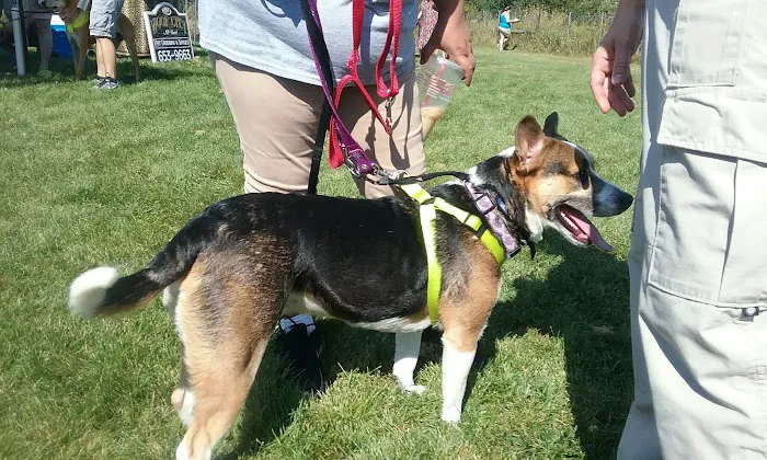 McBark Dog Park 3