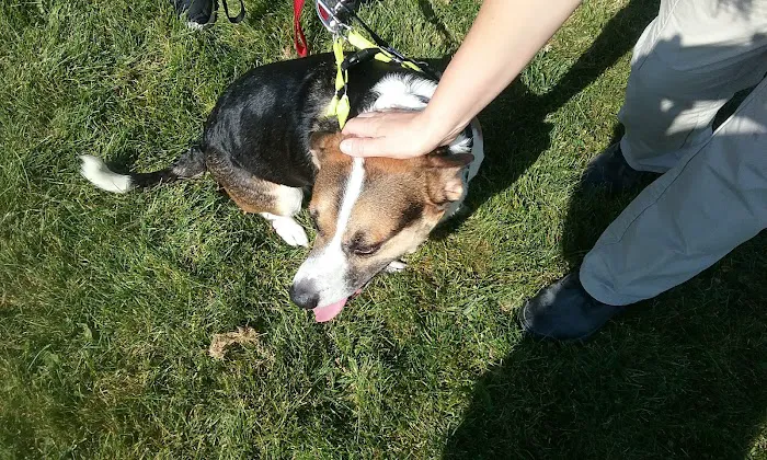 McBark Dog Park 6