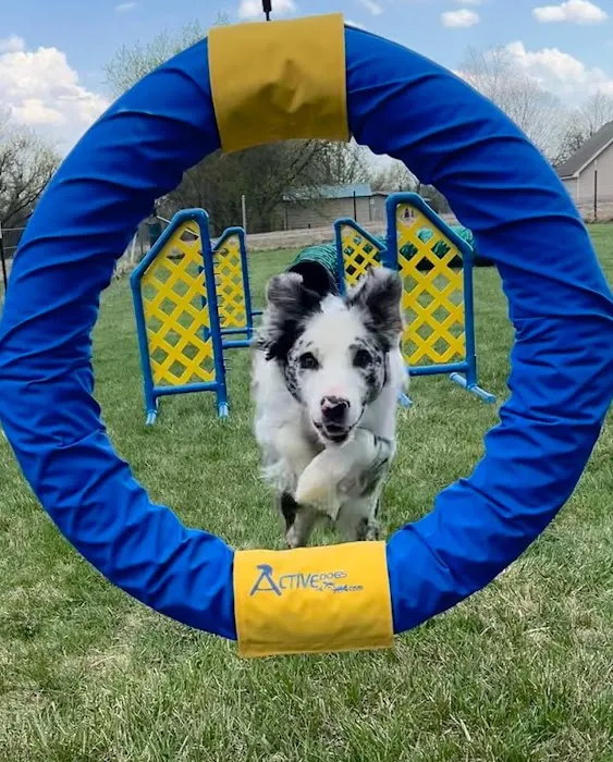 Zoomie Zones 3