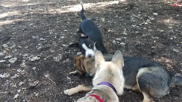 Bailey's Crossing Dog Park 2