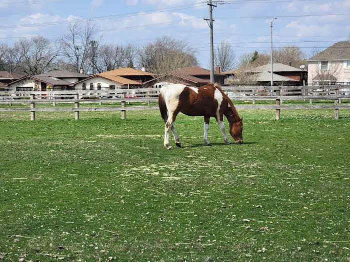 50 Acre Park Dog Park 9