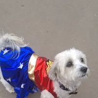Bronzeville Dog Park #592 ico