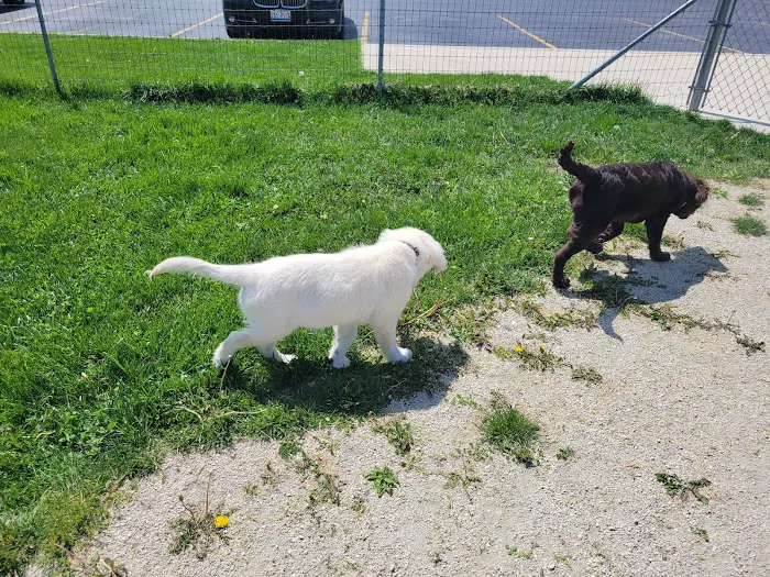 Oldfield Oaks Dog Park 8