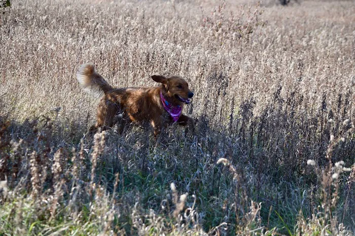 Greene Valley Dog Park 4
