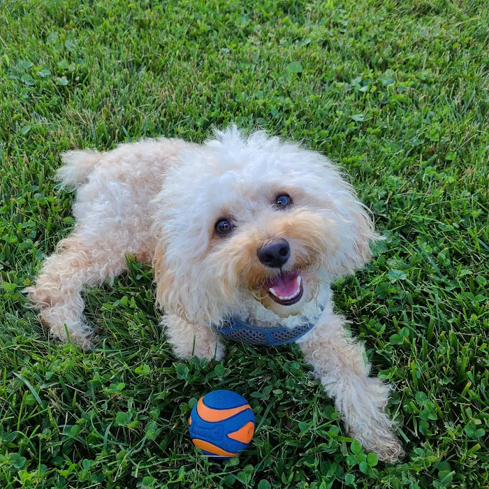 Greene Valley Dog Park 9