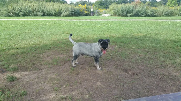 Greene Valley Dog Park 7