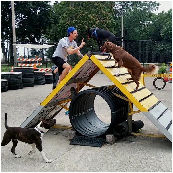 Jackson Bark 10